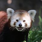 Roter Panda - immer ein Lächeln im Gesicht