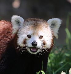 Roter Panda - immer ein Lächeln im Gesicht