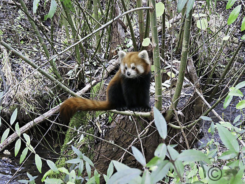 Roter Panda in Pegnitz gesichtet....