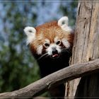 Roter Panda in Schönbrunn