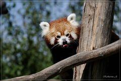 Roter Panda in Schönbrunn