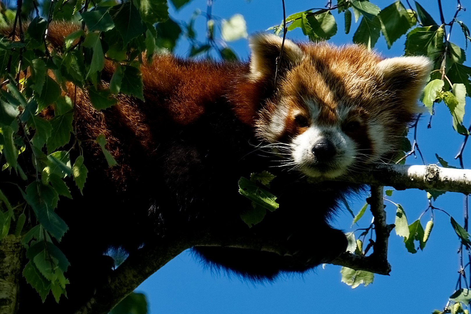 Roter Panda  ( Katzenbäör ) 