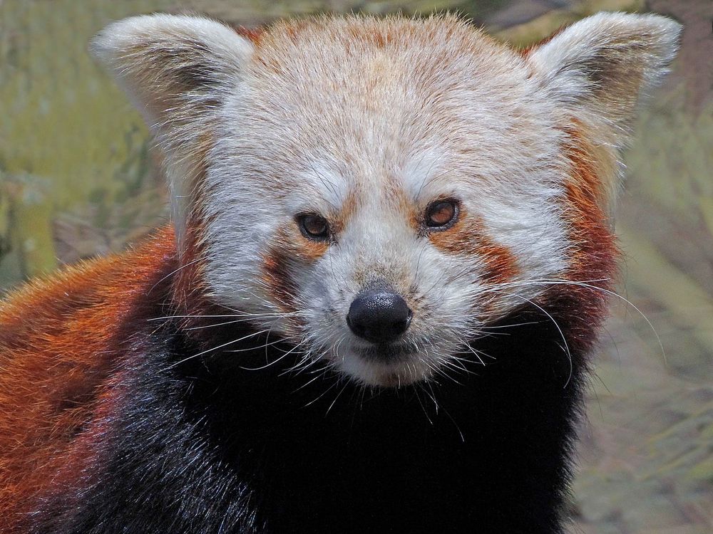 Roter Panda (Katzenbär) -2- "Neuwieder Zoo"