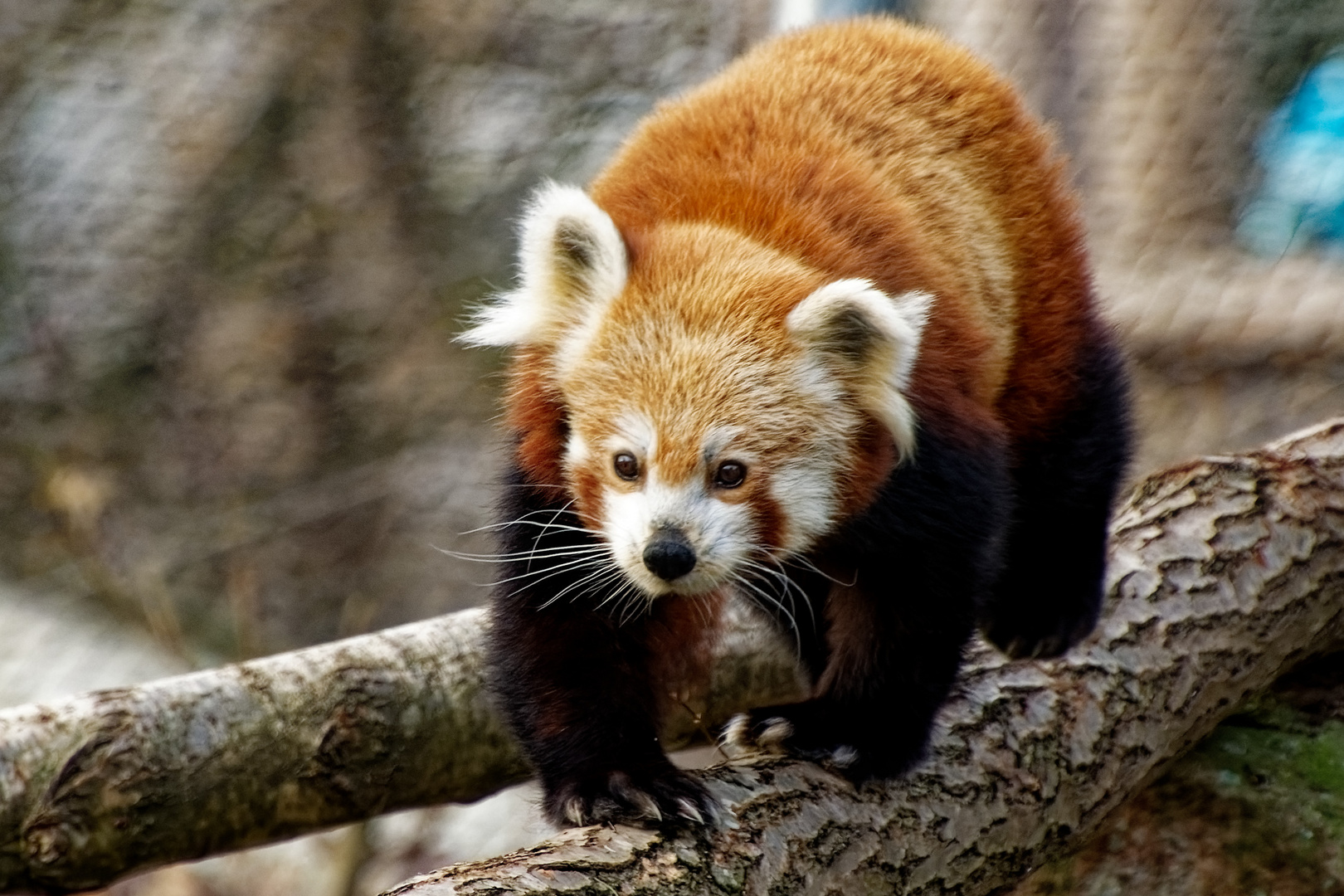 Roter Panda  ( Katzenbär )