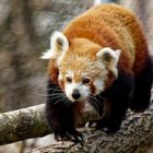 Roter Panda  ( Katzenbär )