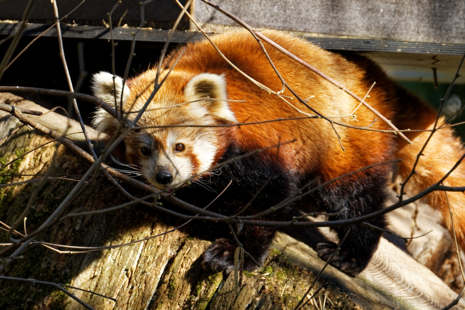 Roter Panda ( Katzenbär )