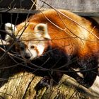 Roter Panda ( Katzenbär )