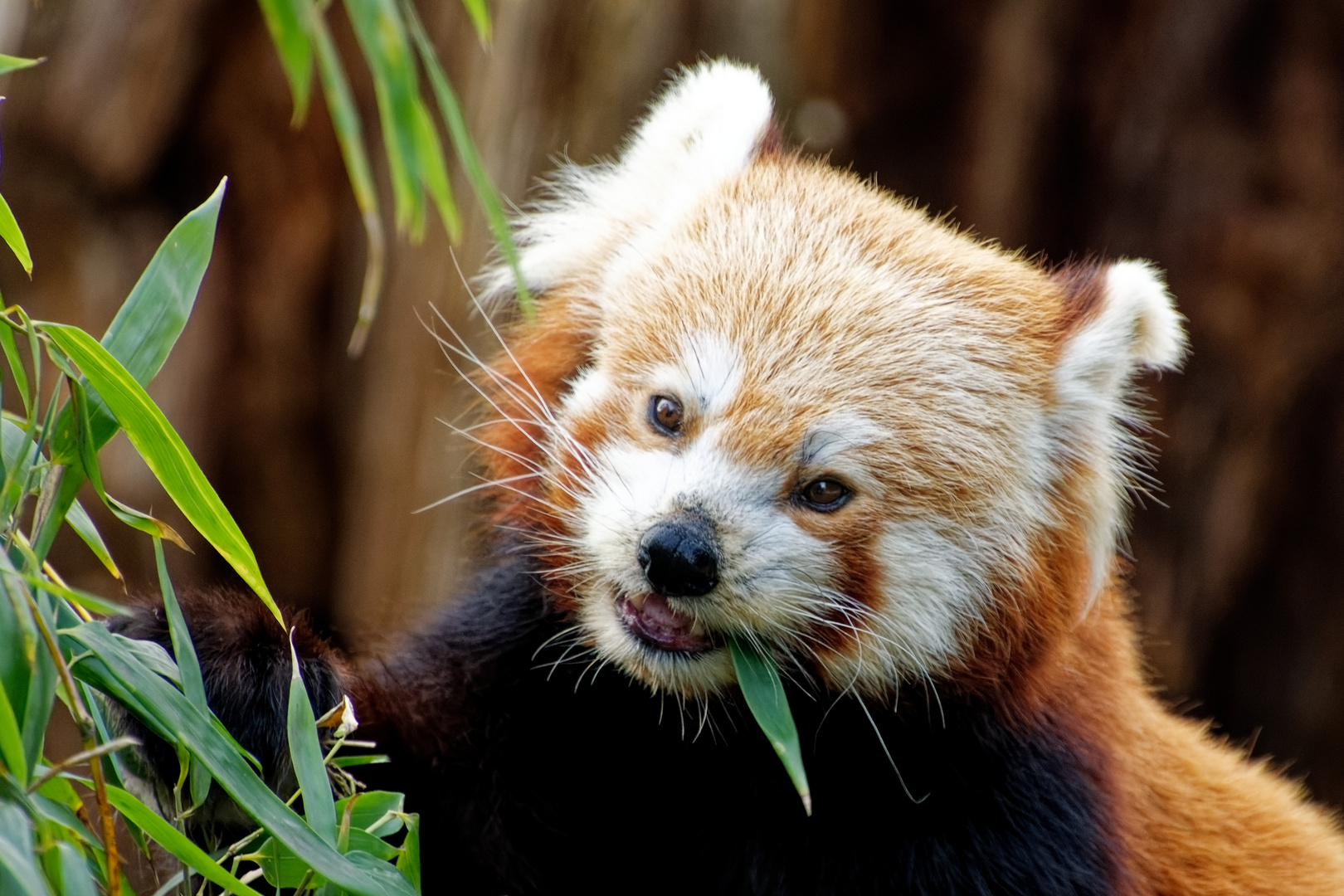 Roter Panda ( Katzenbär ) 