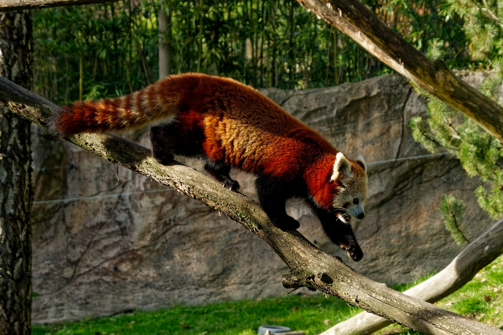 Roter Panda ( Katzenbär ) 