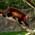 Roter Panda ( Katzenbär ) 