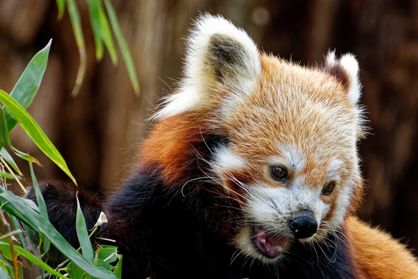 Roter Panda  ( Katzenbär )