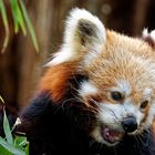 Roter Panda  ( Katzenbär )