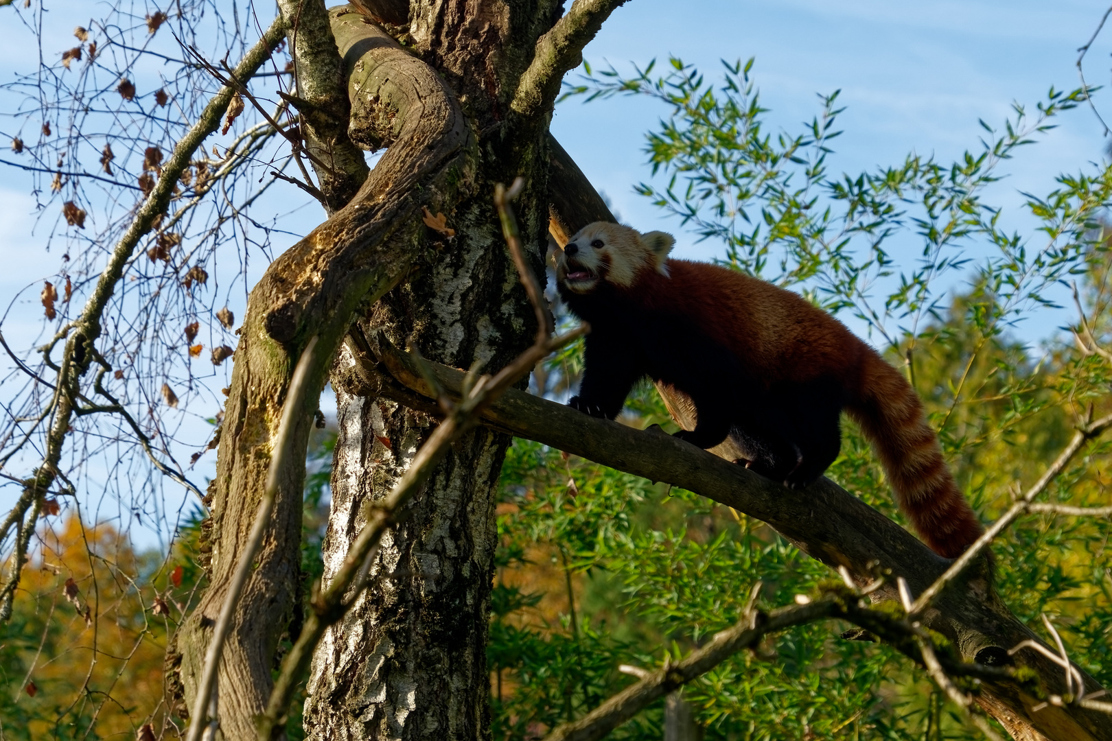 Roter Panda ( Katzenbär ) 