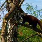 Roter Panda ( Katzenbär ) 