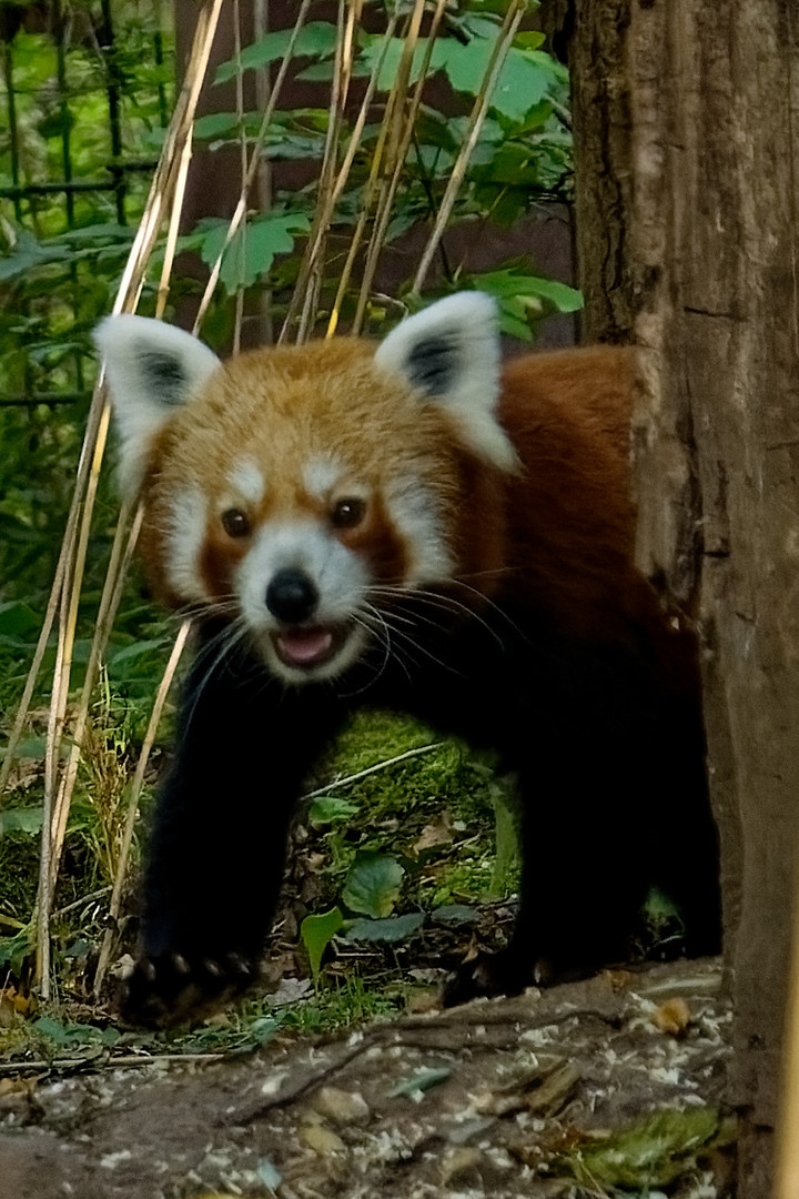 Roter Panda ( Katzenbär )