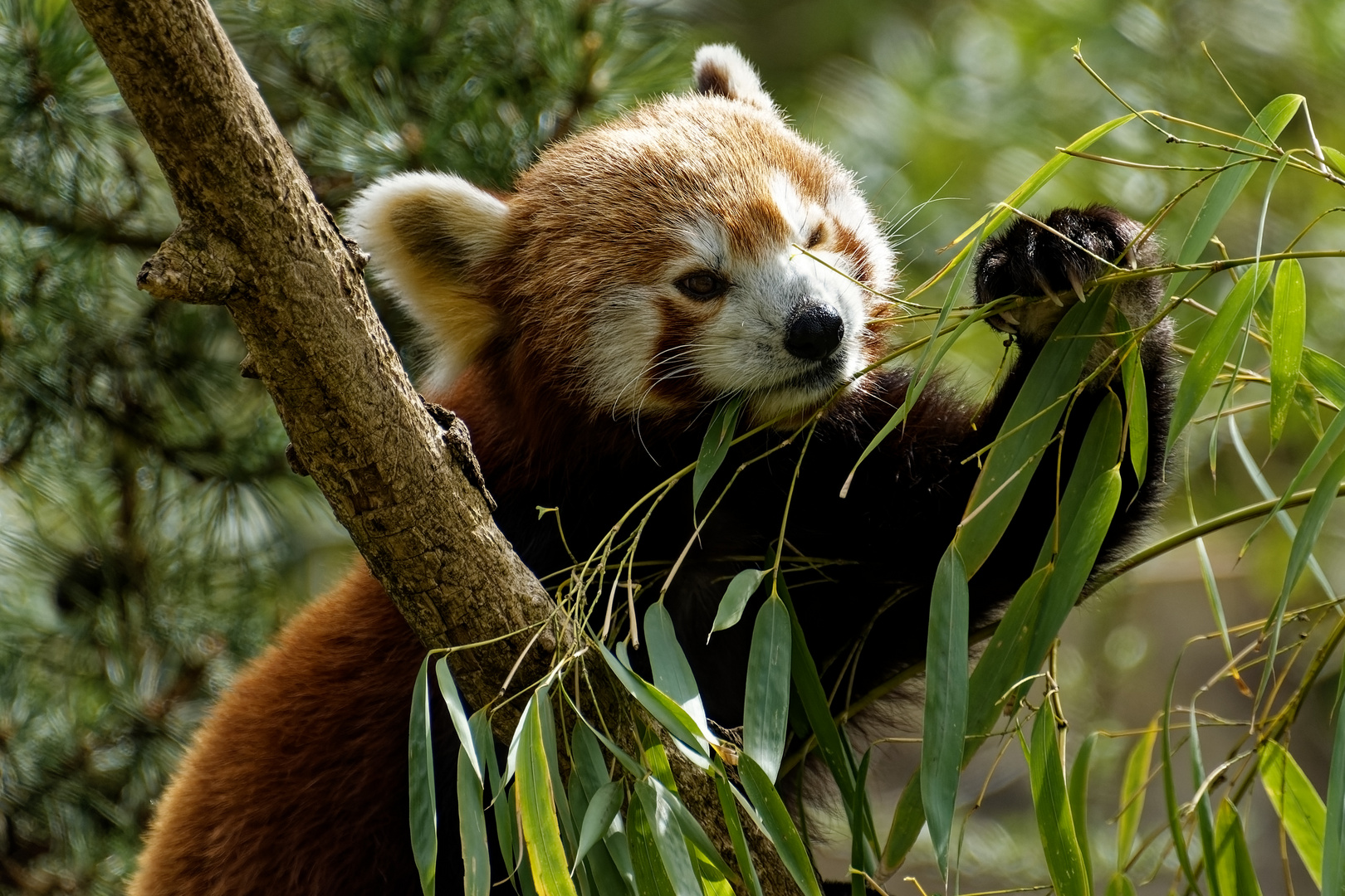 Roter Panda ( Katzenbär ) 