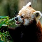 Roter Panda ( Katzenbär )
