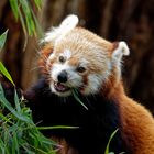 Roter Panda ( Katzenbär ) 