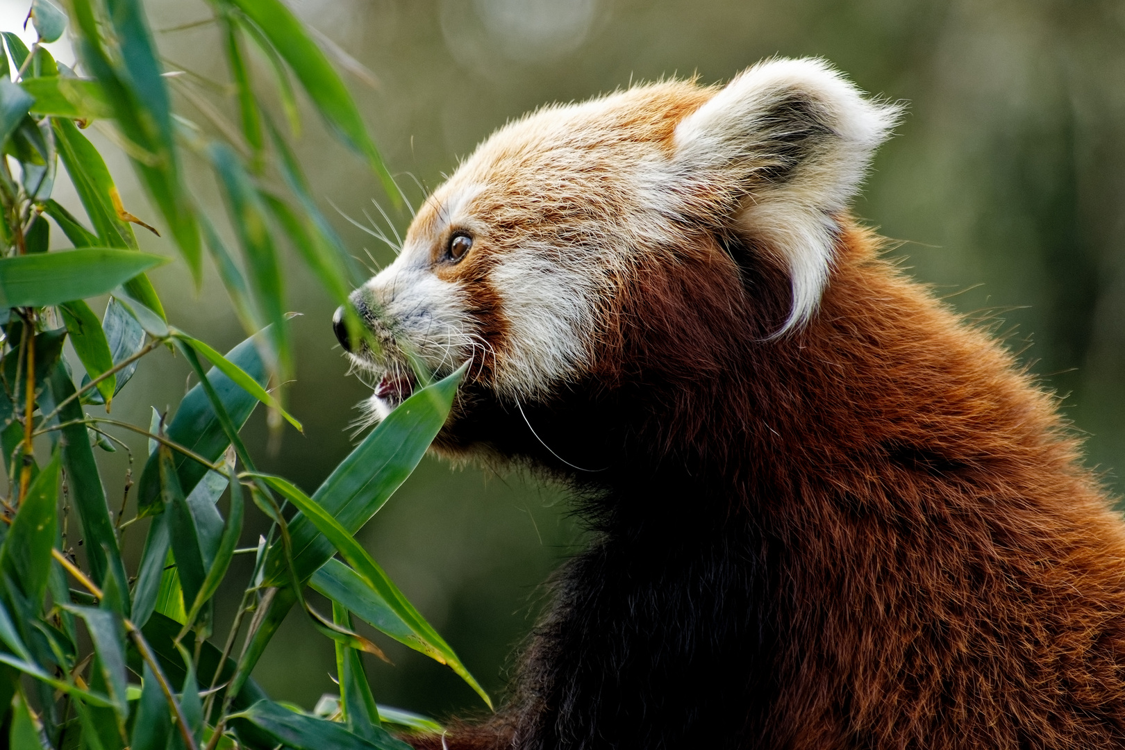 Roter Panda ( Katzenbär )