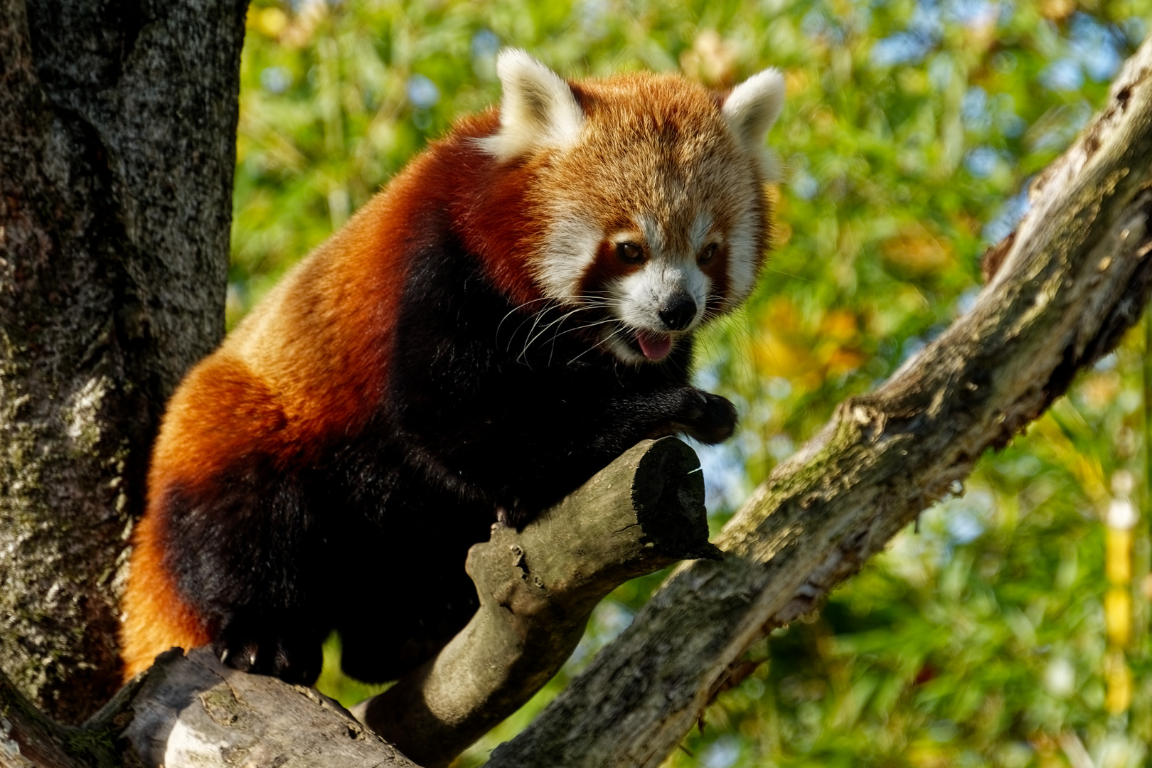 Roter Panda ( Katzenbär )