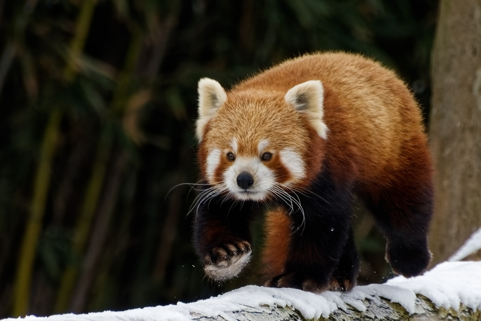 Roter Panda  ( Katzenbär )