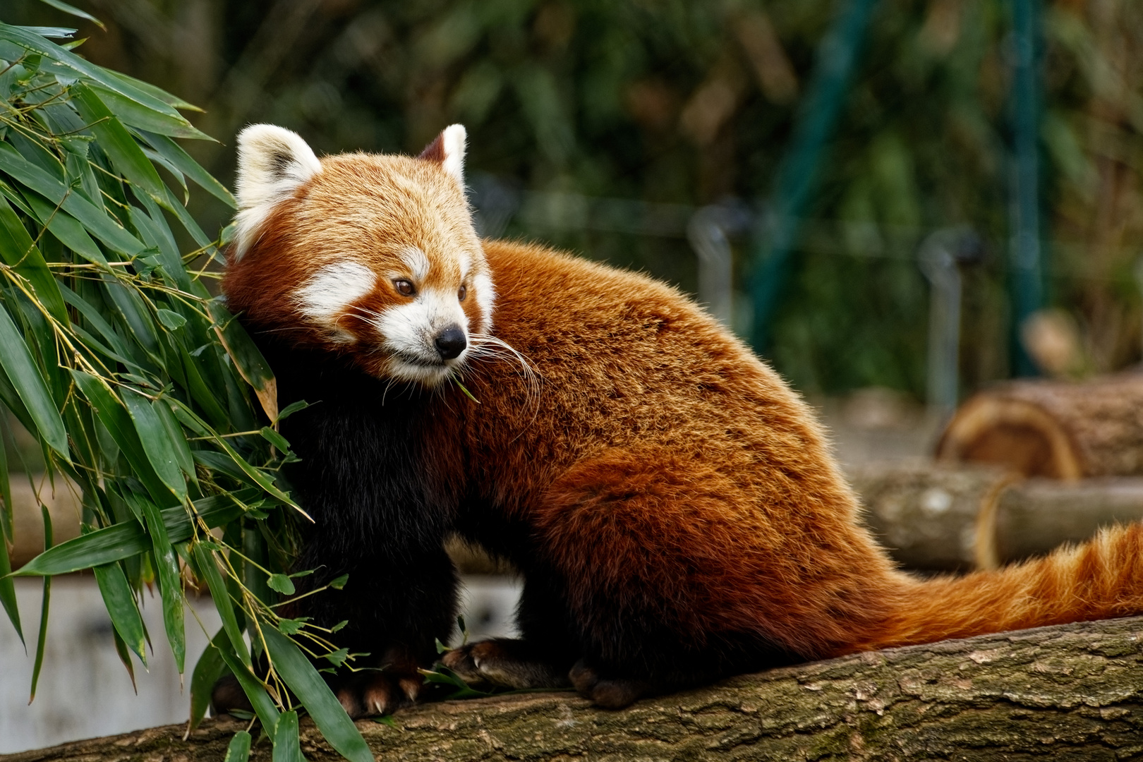 Roter Panda  ( Katzenbär  )