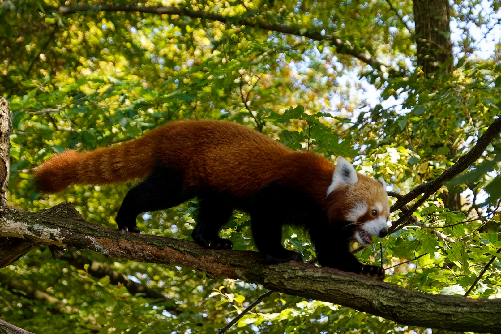 Roter Panda ( Katzenbär )