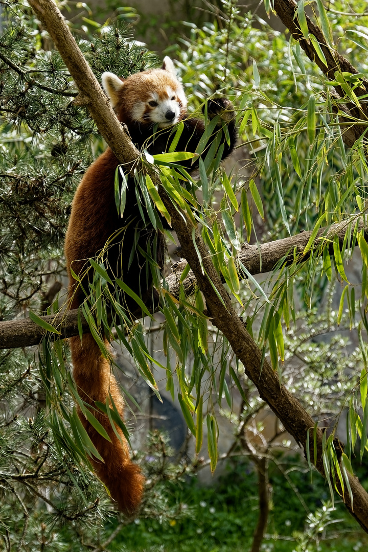 Roter Panda ( Katzenbär ) 