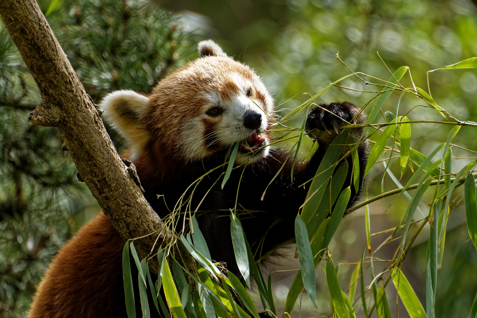 Roter Panda ( Katzenbär )