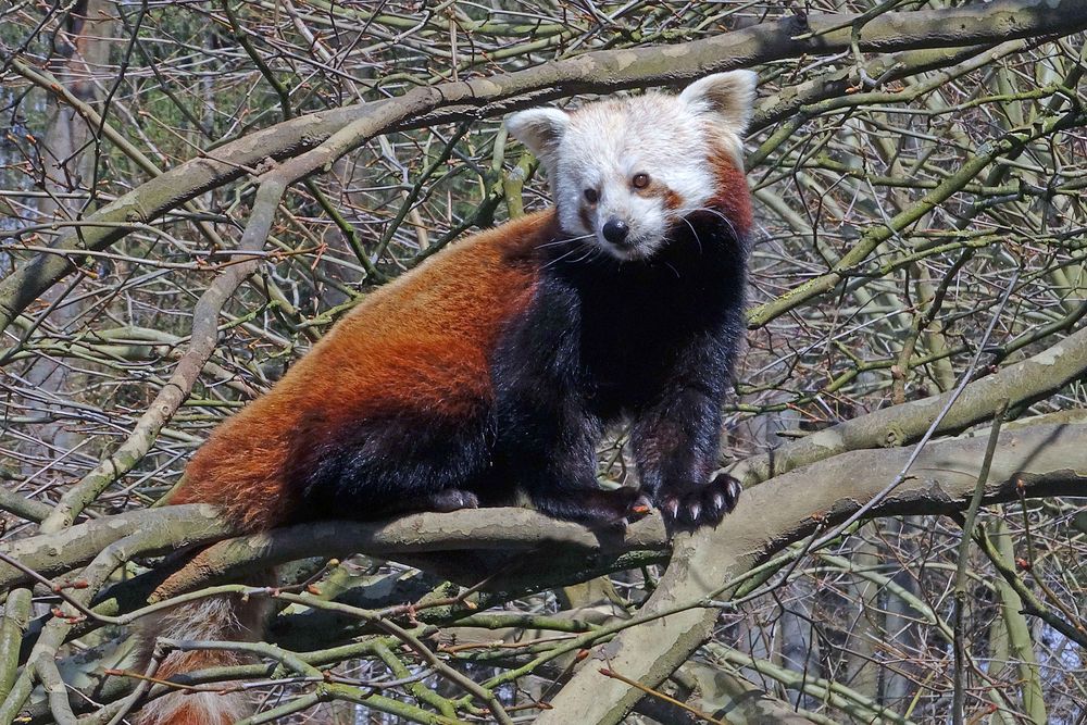 Roter Panda (Katzenbär) -Neuwieder Zoo-