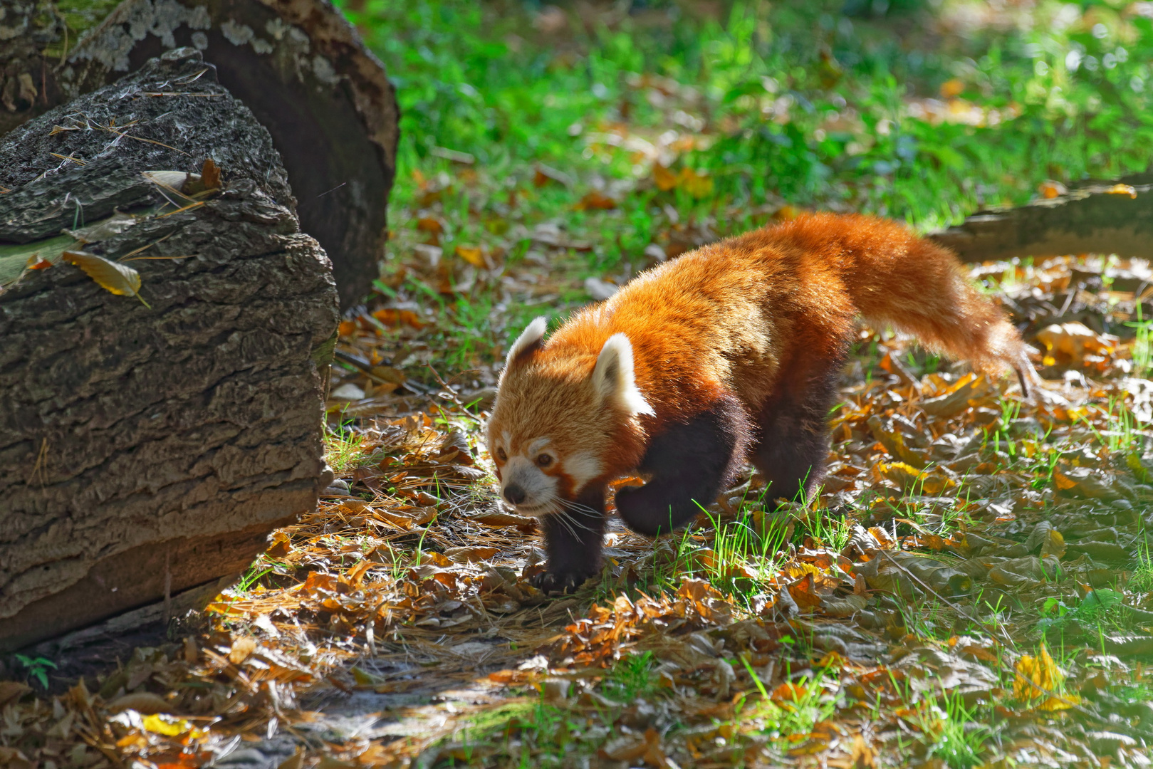 Roter Panda  (Katzenbär)  ZOO Krefeld