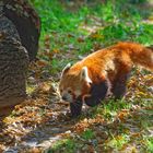 Roter Panda  (Katzenbär)  ZOO Krefeld