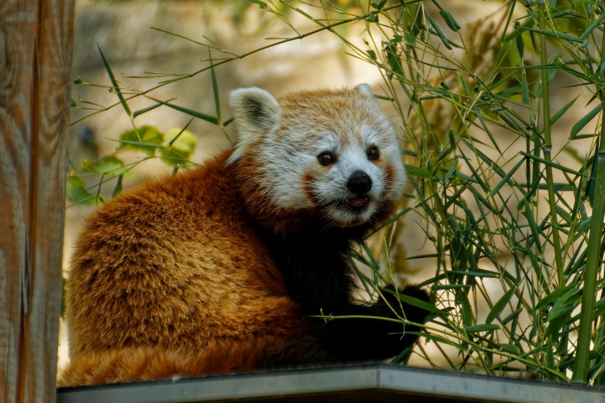 Roter Panda (kleiner Katzenbär)