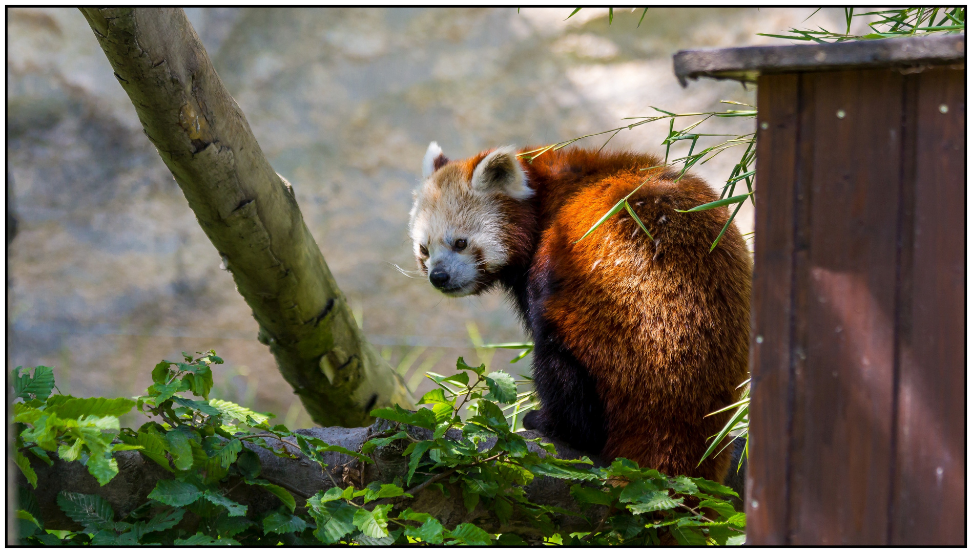 Roter Panda, Kleiner Panda