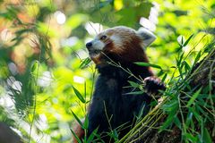 Roter Panda / Kleiner Panda (Ailurus)