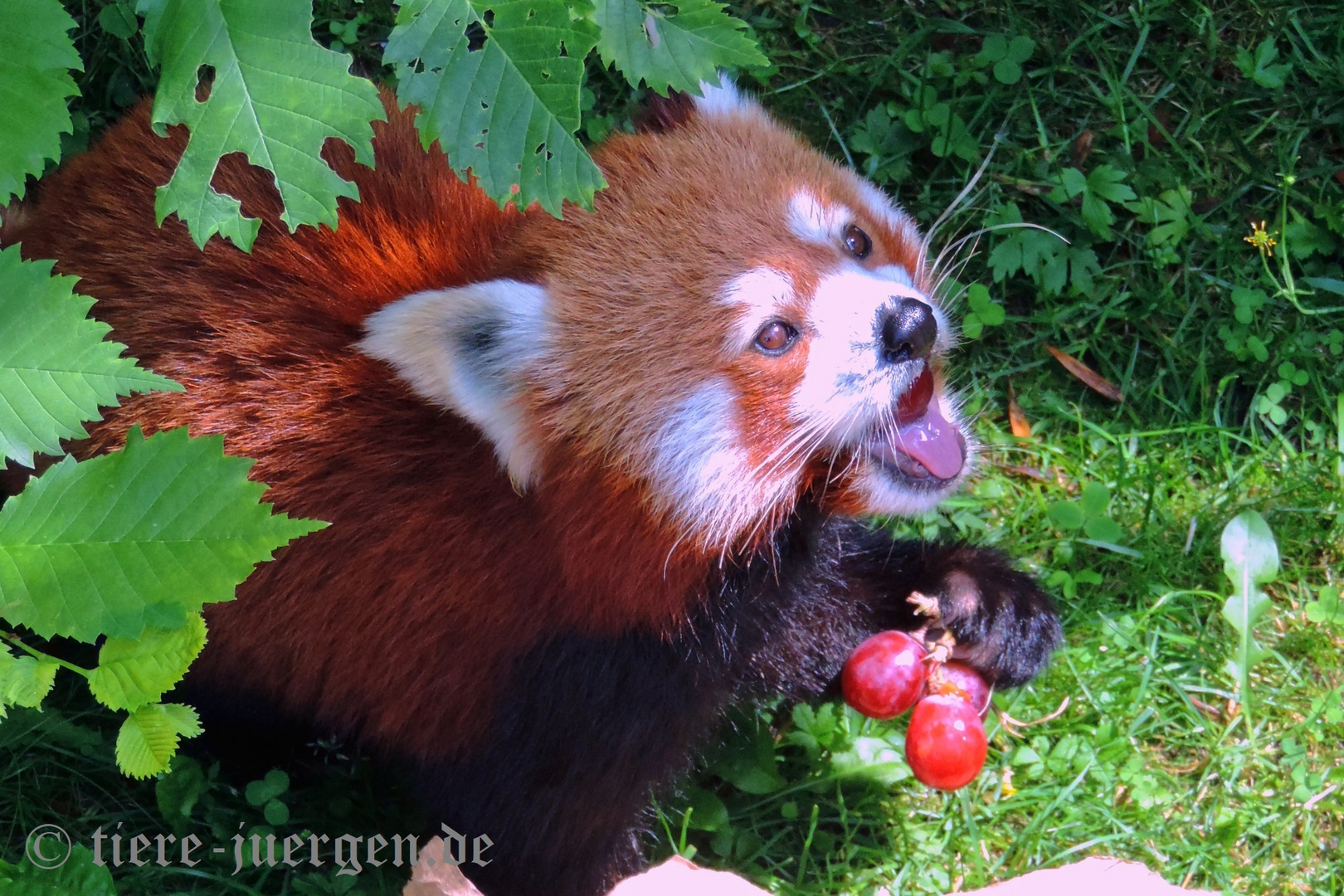 Roter Panda, Kleiner Panda oder Katzenbär