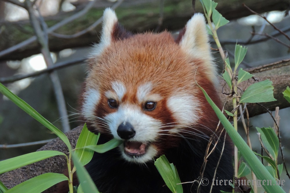 Roter Panda, Kleiner Panda oder Katzenbär