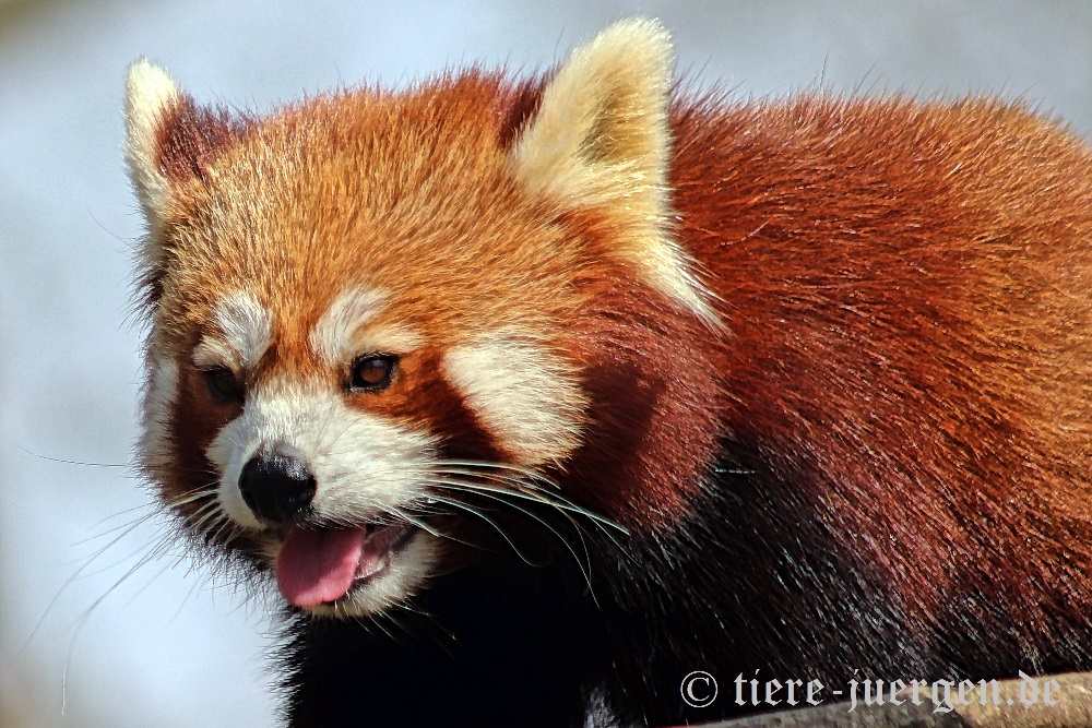 Roter Panda, Kleiner Panda oder Katzenbär