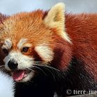 Roter Panda, Kleiner Panda oder Katzenbär