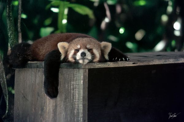 Roter Panda Mittagspause / Red Panda Siesta