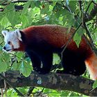 Roter Panda (Neuwieder Zoo)