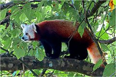 Roter Panda (Neuwieder Zoo)