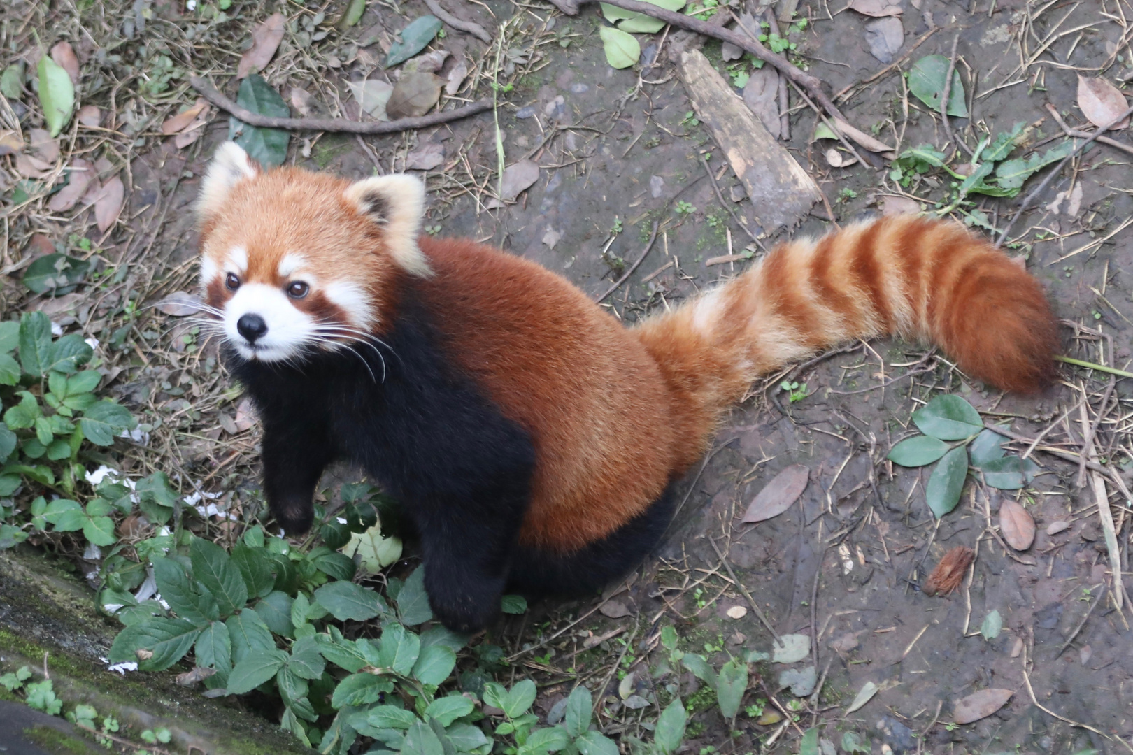 Roter Panda: Nicht einfach zu finden (l)