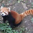 Roter Panda: Nicht einfach zu finden (l)
