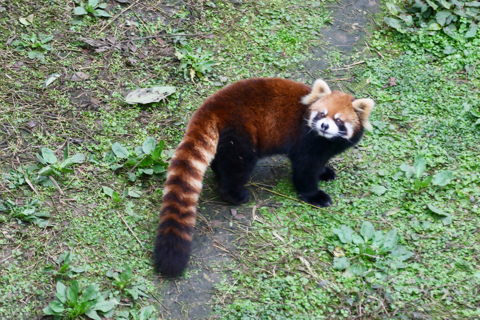 Roter Panda: Nicht einfach zu finden (ll)