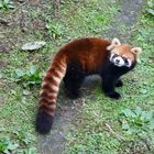 Roter Panda: Nicht einfach zu finden (ll)
