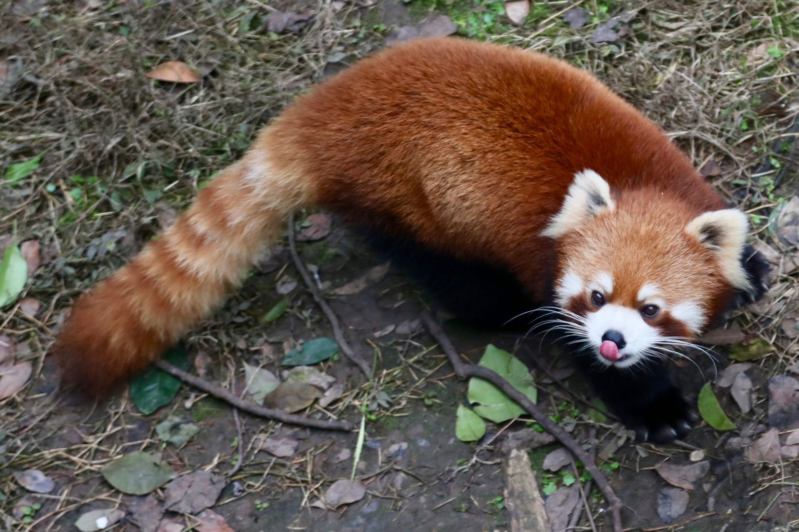 Roter Panda: Nicht einfach zu finden (lll)