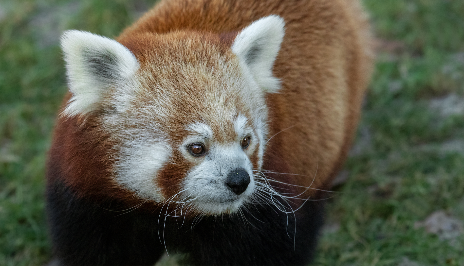 Roter Panda-Portrait 001 Foto &amp; Bild | deutschland, europe, nordrhein ...