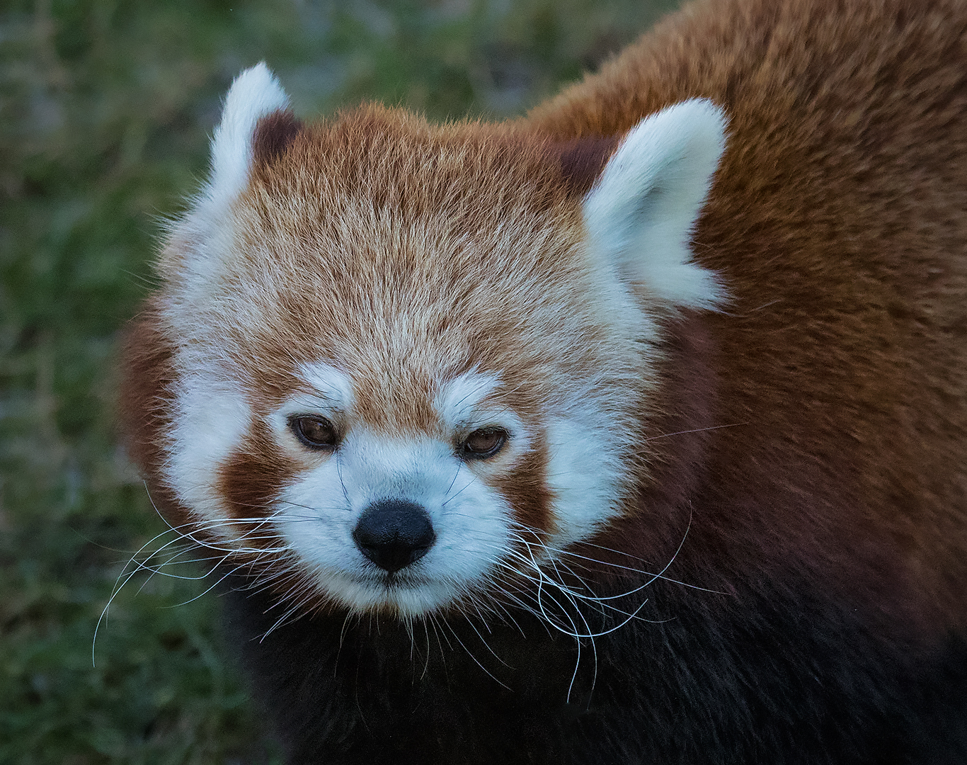 Roter Panda Portrait