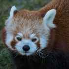 Roter Panda Portrait